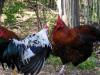 when roosters meet